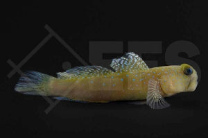 Gelbe Symbiosegrundel (Cryptocentrus cinctus)