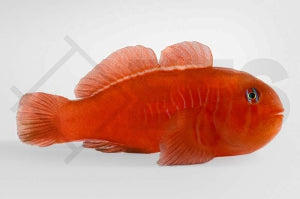 Rote Korallengrundel (Gobiodon rivulatus)