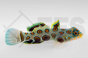 LSD Leierfisch (Synchiropus picturatus)