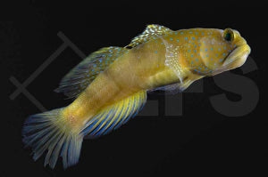 Gelbe Symbiosegrundel (Cryptocentrus cinctus)