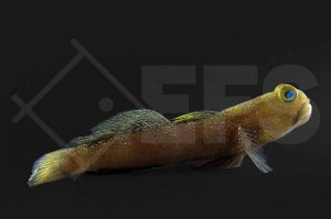 Blaupunkt Wächtergrundel (Cryptocentrus fasciatus)