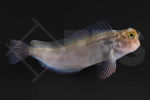 Rotlippen Blenny (Ophioblennius macclurei)
