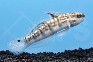 Braunstreifen Baggergrundel (Amblygobius phalaena)