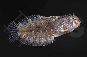 Kamm Säbelzahnschleimfisch (Petroscirtes mitratus)