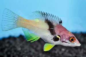 Zweifarben Lippfisch (Bodianus mesothorax)