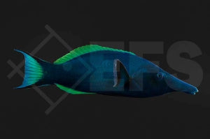 Blauer Vogellippfisch (Gomphosus caeruleus)