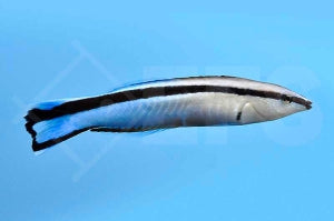 Putzerlippfisch (Labroides dimidiatus)