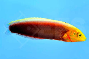 Gelbkopfjunker (Halichoeres iridis)
