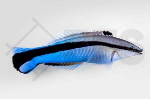 Putzerlippfisch (Labroides dimidiatus)