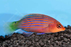 Sechsstreifen Lippfisch (Pseudocheilinus hexataenia)