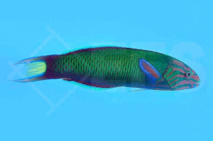 Mondsichel Junker (Thalassoma lunare)