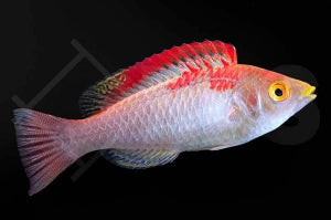 Debelius Zwerglippfisch (Cirrhilabrus adornatus)