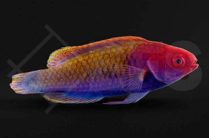 Blauschuppen Zwerglippfisch (Cirrhilabrus cyanopleura)