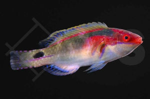 Pracht Zwerglippfisch (Cirrhilabrus exquisitus)