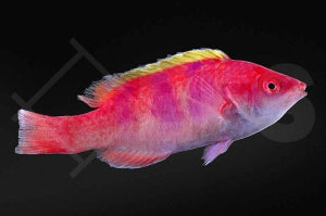 Gelbrücken Zwerglippfisch (Cirrhilabrus flavidorsalis)