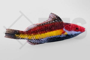 Haiflossen Zwerglippfisch (Cirrhilabrus naokoae)