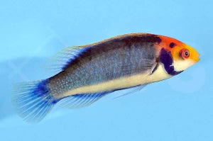 Rotaugen Zwerglippfisch (Cirrhilabrus solorensis)