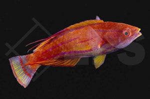 Carpenters Zwerglippfisch (Paracheilinus carpenteri)