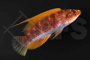 Fahnen Zwerglippfisch (Paracheilinus filamentosus)