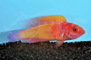 Rosaschuppen Zwerglippfisch (Cirrhilabrus rubrisquamis)