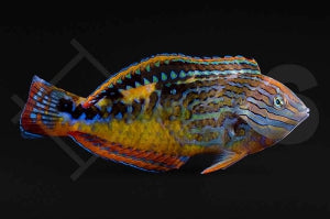 Diamant Lippfisch (Macropharyngodon bipartitus)