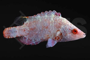 Spitzkopf Prachtlippfisch (Cheilinus oxycephalus)