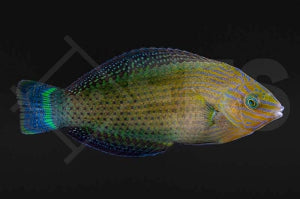 Prachtregenbogenlippfisch (Halichoeres marginatus)