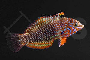 Ornament Leoparden Junker (Macropharyngodon ornatus)