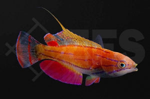 McCoskers Zwerglippfisch (Paracheilinus mccoskeri)