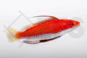 Geselliger Zwerglippfisch (Cirrhilabrus rubriventralis)