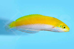 Indischer Kanarien Lippfisch (Halichoeres leucoxanthus)