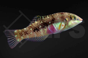 Kirschflecken Lippfisch (Halichoeres nebulosus)