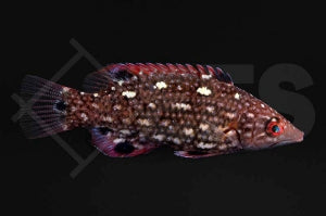 Diana Lippfisch (Bodianus diana)