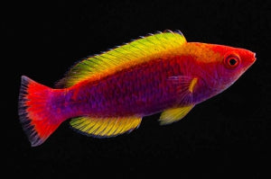 Lubbocks Zwerglippfisch (Cirrhilabrus lubbocki)