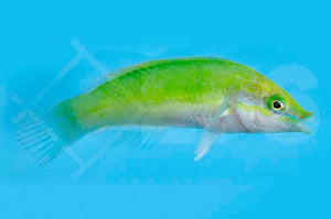 Neongrüner Lippfisch (Halichoeres chloropterus)