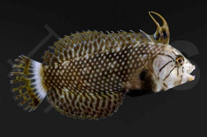 Bäumchen-Lippfisch (Novaculichthys taeniourus)
