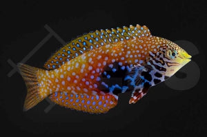 Diamant Lippfisch (Macropharyngodon bipartitus)