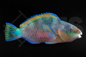 Regenbogen Papageifisch (Scarus quoyi)