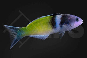 Blaukopf Junker (Thalassoma bifasciatum)