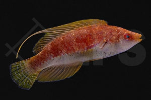 Wimpel Zwerglippfisch (Cirrhilabrus filamentosus)