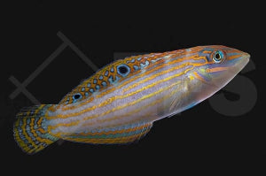 Schmuck Junker (Halichoeres cosmetus)