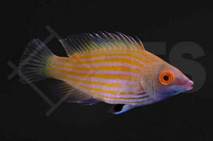 Rosa gestreifter Zwerglippfisch (Pseudocheilinops ataenia)