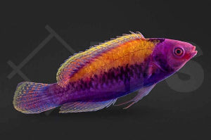 Orangerücken Zwerglippfisch (Cirrhilabrus aurantidorsalis)