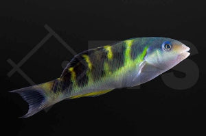 Janssens Lippfisch (Thalassoma jansenii)