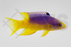 Spanischer Schweinslippfisch (Bodianus rufus)