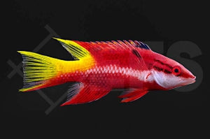 Kubalippfisch (Bodianus pulchellus)