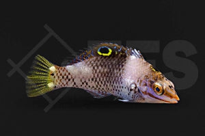 Schachbrett Junker (Halichoeres hortulanus)