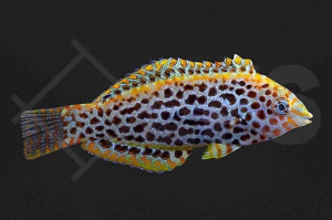 Leoparden Junker (Macropharyngodon meleagris)