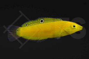 Kanarien Lippfisch (Halichoeres chrysus)