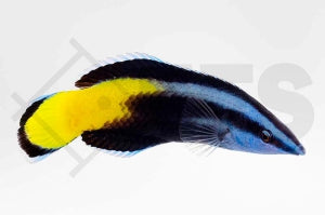 Zweifarben Putzerlippfisch (Labroides bicolor)